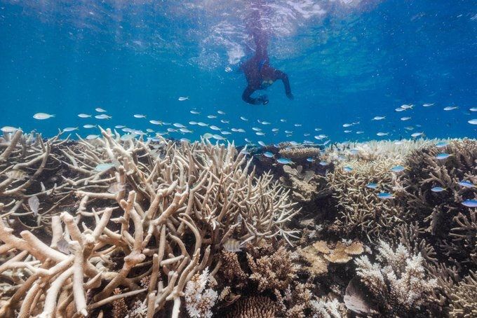 Corales blanqueados en la Gran Barrera de Coral. Foto: AMCS.    