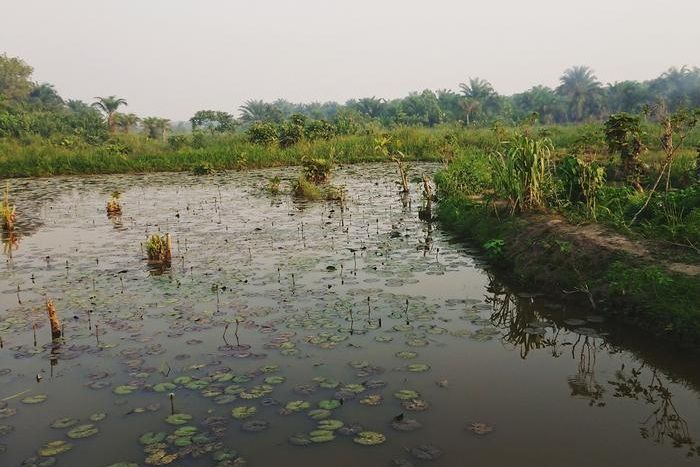 How Malaria Shaped the Expansion of Early Humans Across Africa