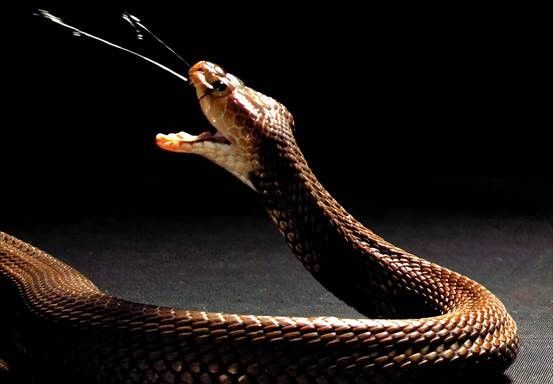 El veneno de las cobras escupidoras evolucionó hacia una función defensiva  | Líder en Información Social | Servimedia