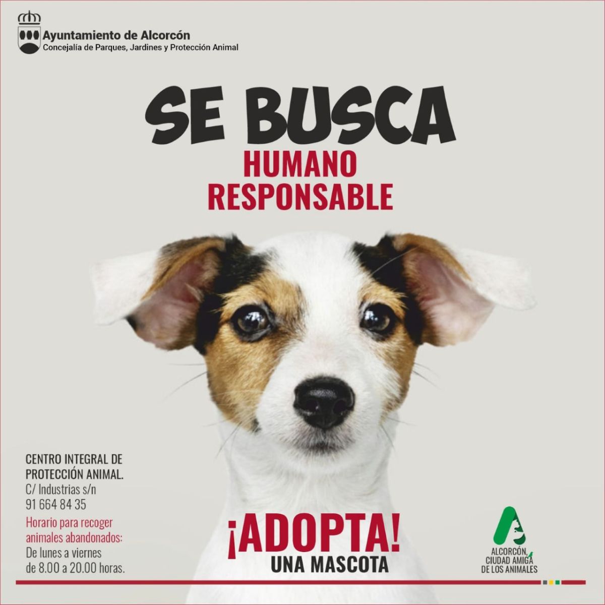 Alcorcón inicia una campaña para evitar el abandono de animales y fomentar  su adopción | Líder en Información Social | Servimedia