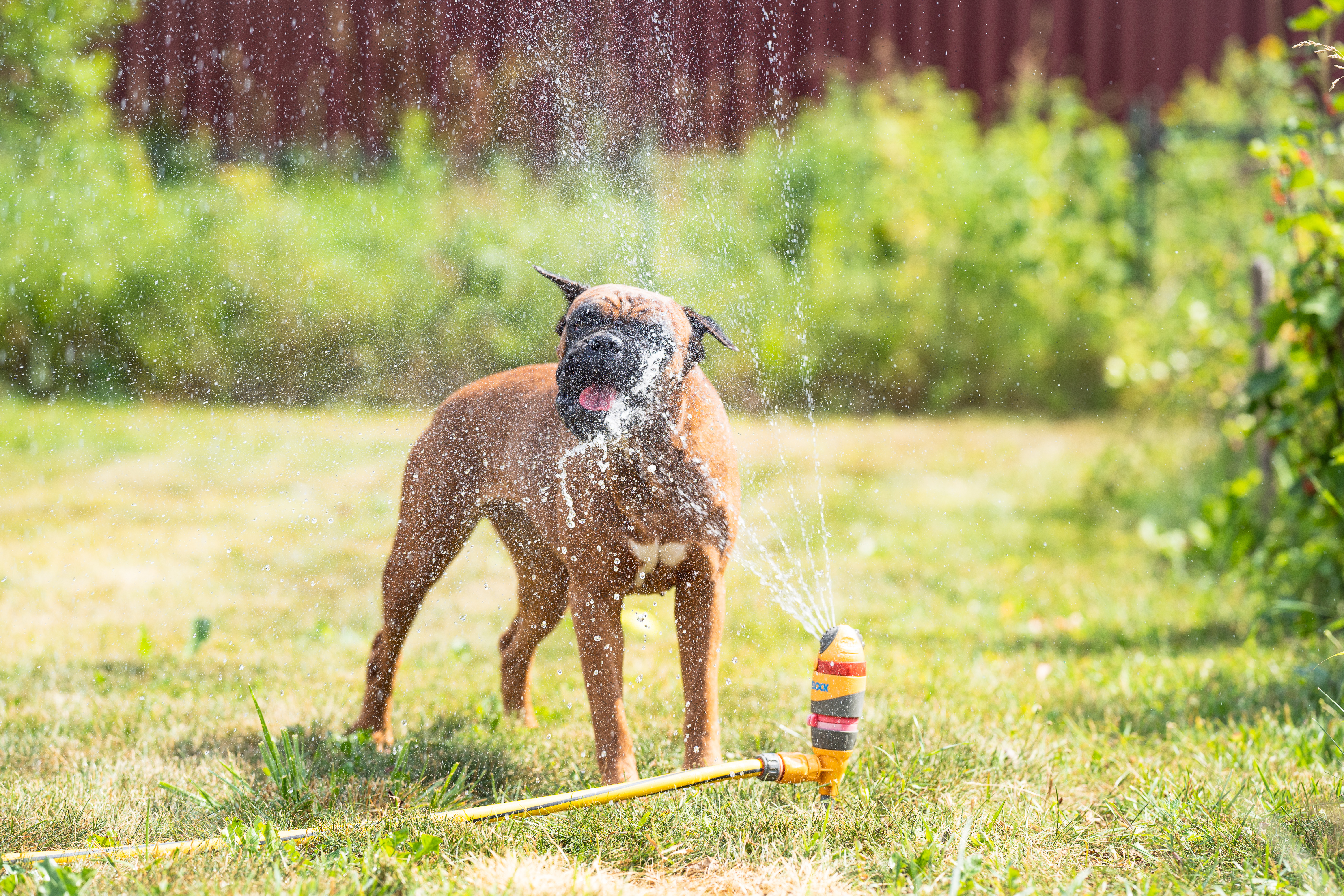 Piscinas para perros en Madrid - Tiendanimal